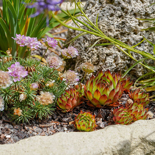 Alpine Plant Lucky Dip Collection Alpine Plant Lucky Dip Collection