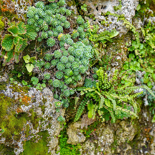 Alpine Plant Lucky Dip Collection Alpine Plant Lucky Dip Collection