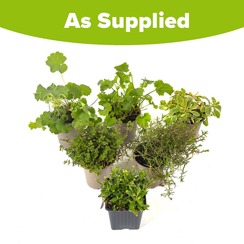 Alpine Plant Lucky Dip Collection Alpine Plant Lucky Dip Collection