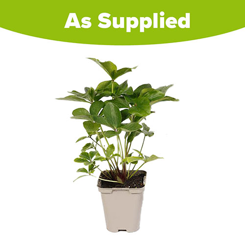 Hellebore Double White Picotee Hellebore Double White Picotee