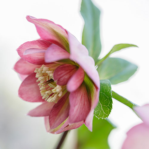 Hellebore Double Waterlily Hellebore Double Waterlily