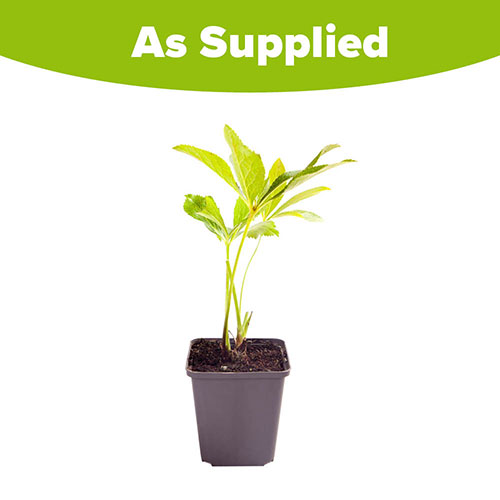 Hellebore Double Ellen Red Hellebore Double Ellen Red