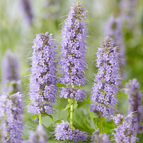 Agastache Blue Fortune Agastache Blue Fortune