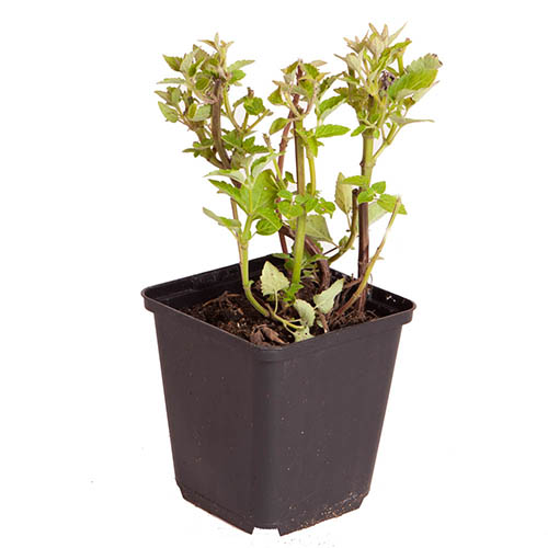 Agastache Blue Fortune Agastache Blue Fortune