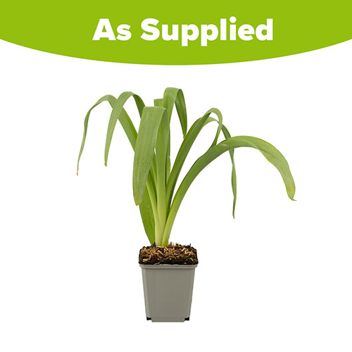 Allium Purple Sensation Allium Purple Sensation