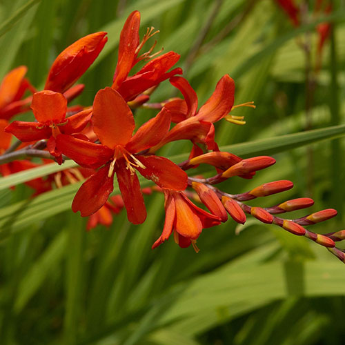 Crocosmia Lucifer 9cm Crocosmia Lucifer 9cm