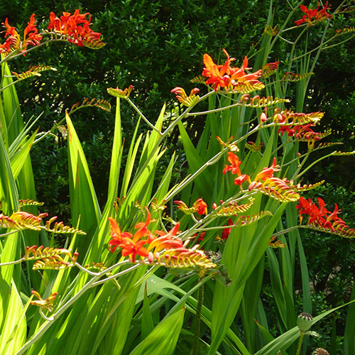 Crocosmia Lucifer 9cm Crocosmia Lucifer 9cm
