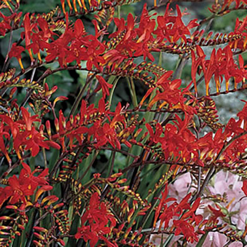 Crocosmia Lucifer 9cm Crocosmia Lucifer 9cm