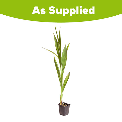 Crocosmia Lucifer 9cm Crocosmia Lucifer 9cm