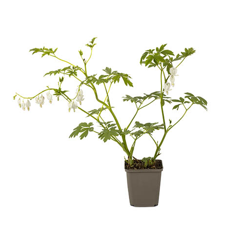 Dicentra spectabilis Alba Dicentra spectabilis Alba