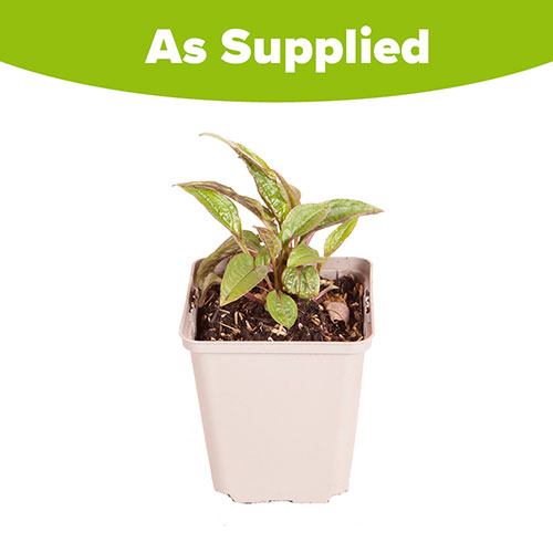 Echinacea purpurea Magnus Echinacea purpurea Magnus