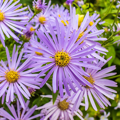 Aster Frikartii Footki Monch Aster Frikartii Footki Monch