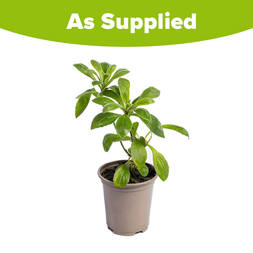 Aster Frikartii Footki Monch Aster Frikartii Footki Monch