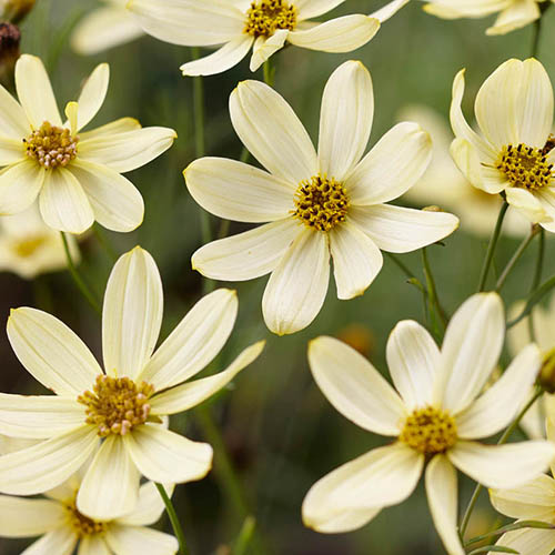 Coreopsis verticillata Moonbeam in a 9cm Pot