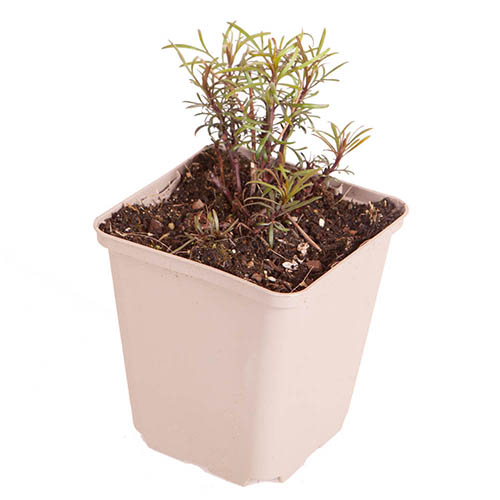 Coreopsis verticillata Moonbeam in a 9cm Pot Coreopsis verticillata Moonbeam in a 9cm Pot