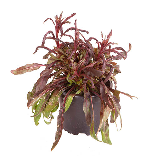 Gaura lindheimeri Siskiyou Pink Gaura lindheimeri Siskiyou Pink