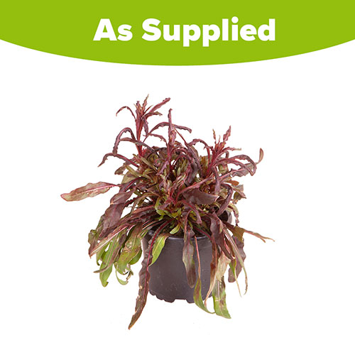 Gaura lindheimeri Siskiyou Pink Gaura lindheimeri Siskiyou Pink