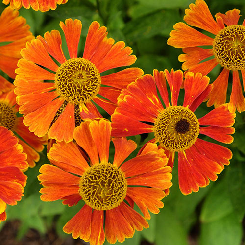 Helenium Moerheim Beauty Helenium Moerheim Beauty