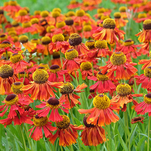 Helenium Moerheim Beauty Helenium Moerheim Beauty
