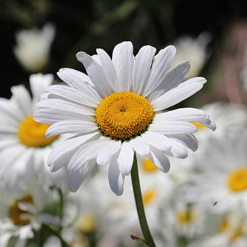 Shasta Daisy Real Neat Shasta Daisy Real Neat