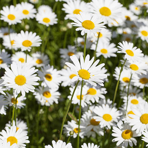 Shasta Daisy Real Neat Shasta Daisy Real Neat