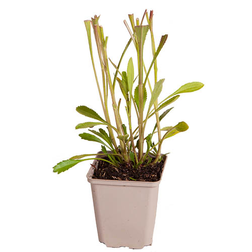 Shasta Daisy Real Neat Shasta Daisy Real Neat