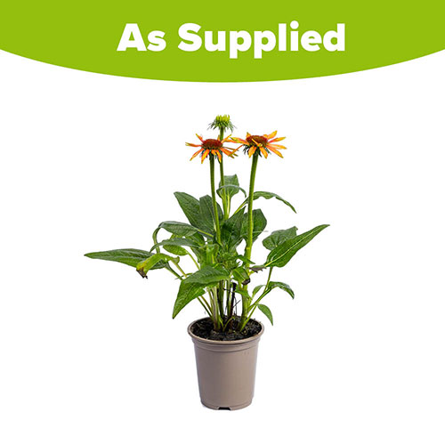 Echinacea Hybrida Papallo Orange Echinacea Hybrida Papallo Orange