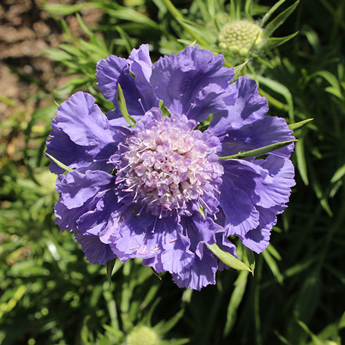 Scabiosa caucasica Fama Deep Blue Scabiosa caucasica Fama Deep Blue