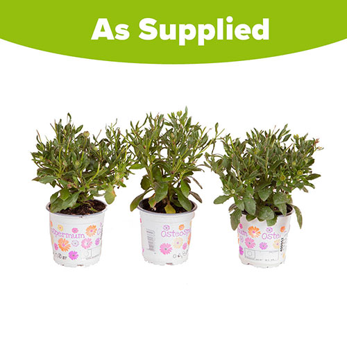 Osteospurmum Purple Sun Osteospurmum Purple Sun