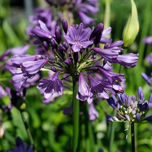 Agapanthus Poppin Purple