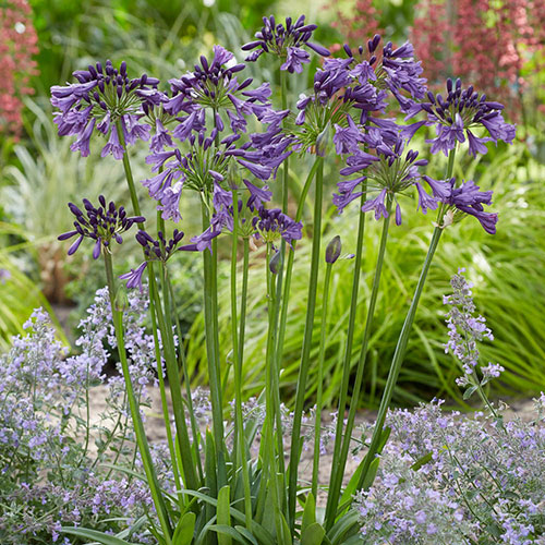 Agapanthus Poppin Purple Agapanthus Poppin Purple