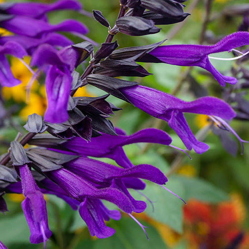 Salvia Amistad Salvia Amistad