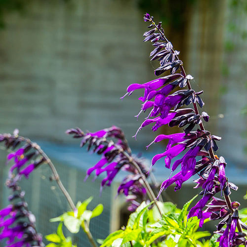 Salvia Amistad Salvia Amistad