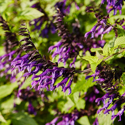 Salvia Amistad Salvia Amistad