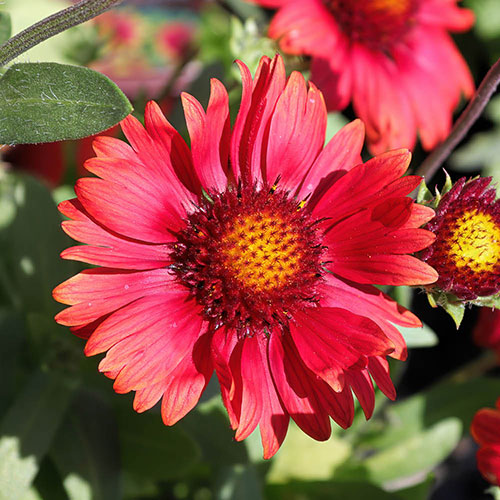 Gaillardia x grandiflora Arizona Red Shades