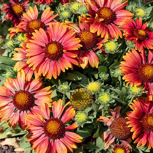 Gaillardia x grandiflora Arizona Red Shades Gaillardia x grandiflora Arizona Red Shades