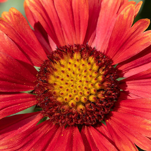 Gaillardia x grandiflora Arizona Red Shades Gaillardia x grandiflora Arizona Red Shades