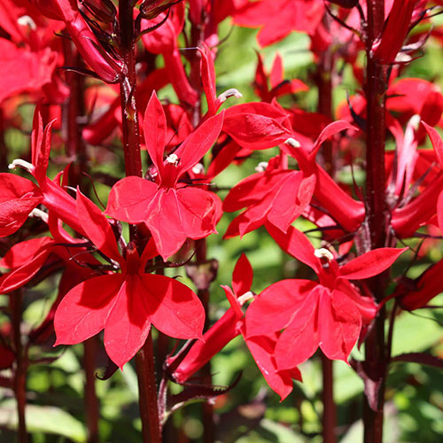 Lobelia Queen Victoria