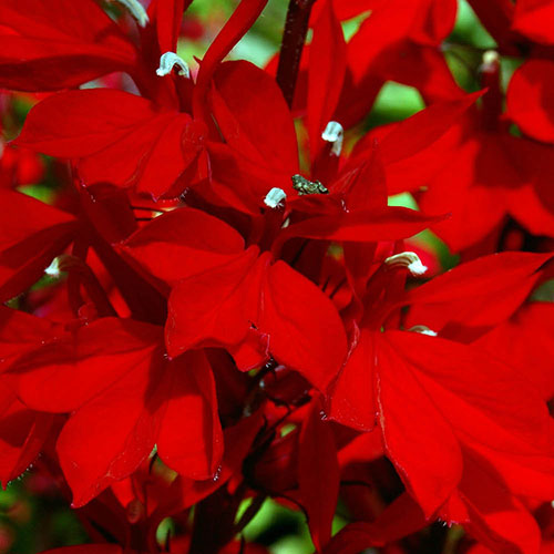 Lobelia Queen Victoria Lobelia Queen Victoria