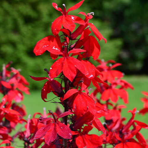 Lobelia Queen Victoria Lobelia Queen Victoria