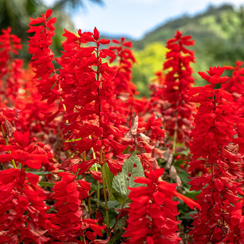 Lobelia Queen Victoria Lobelia Queen Victoria