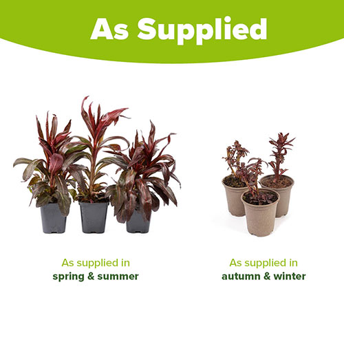 Lobelia Queen Victoria Lobelia Queen Victoria