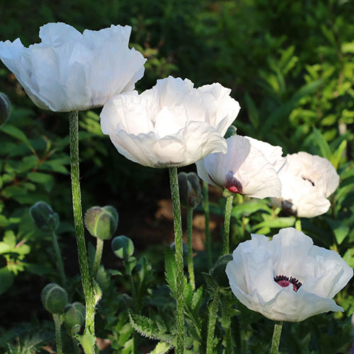 Oriental Poppy Checkers Oriental Poppy Checkers