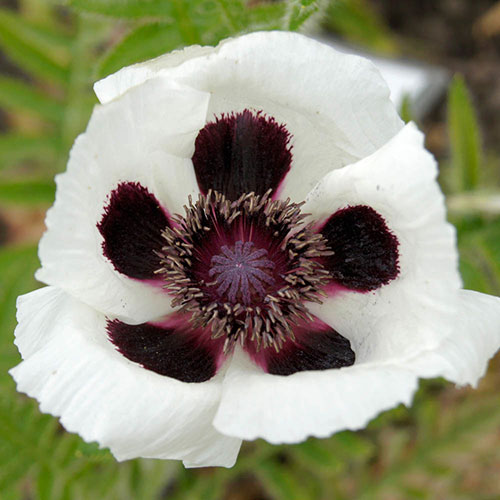 Oriental Poppy Checkers Oriental Poppy Checkers