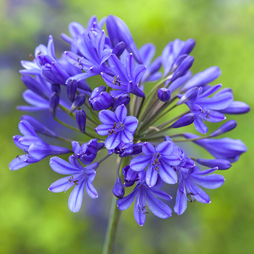 Perennial Agapanthus Blue African Lily