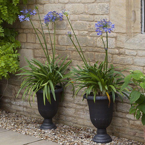 Perennial Agapanthus Blue African Lily Perennial Agapanthus Blue African Lily