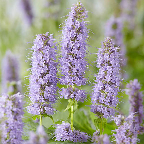 Agastache Blue Fortune Agastache Blue Fortune