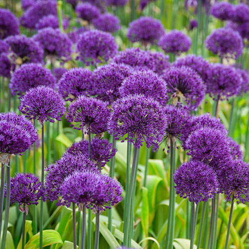 Allium Purple Sensation Allium Purple Sensation