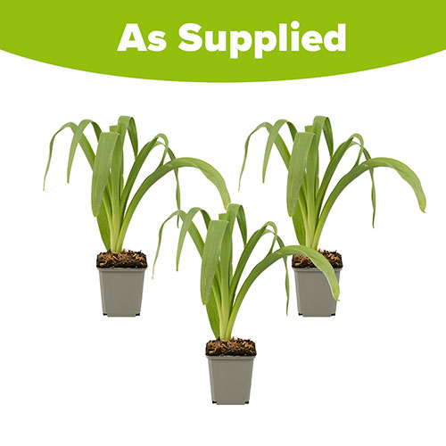 Allium Purple Sensation Allium Purple Sensation