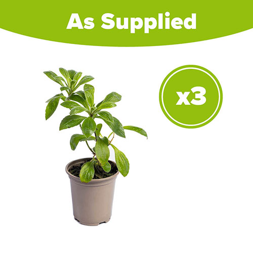 Aster frikartii Monch Aster frikartii Monch